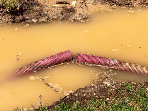 Best Water damage cleanup near me  in Willards, MD